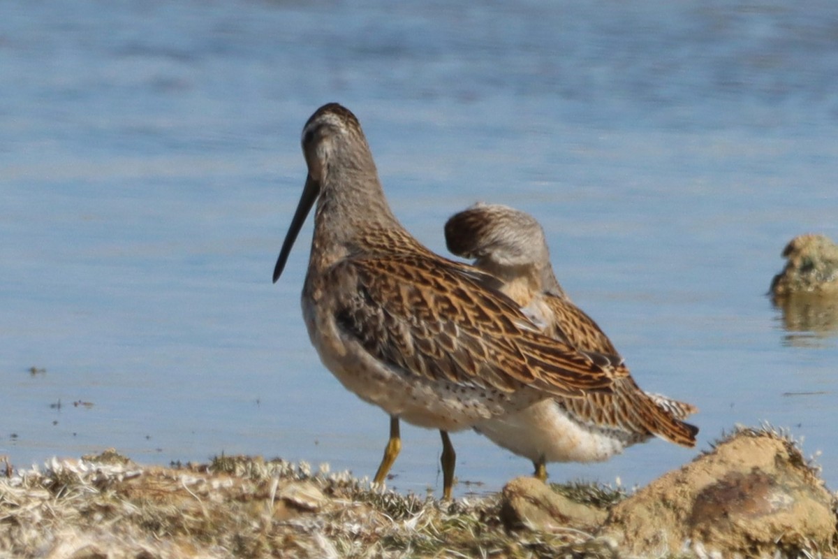 Short-billed Dowitcher - ML603464821