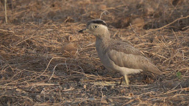 Peruvian Thick-knee - ML603464961