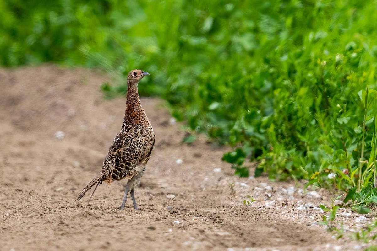 Ring-necked Pheasant - ML603465121