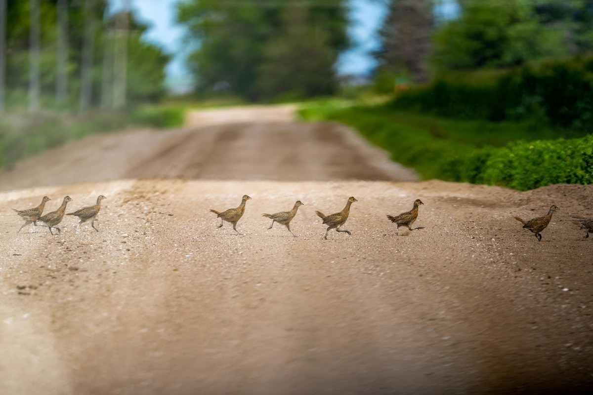 Ring-necked Pheasant - ML603465131