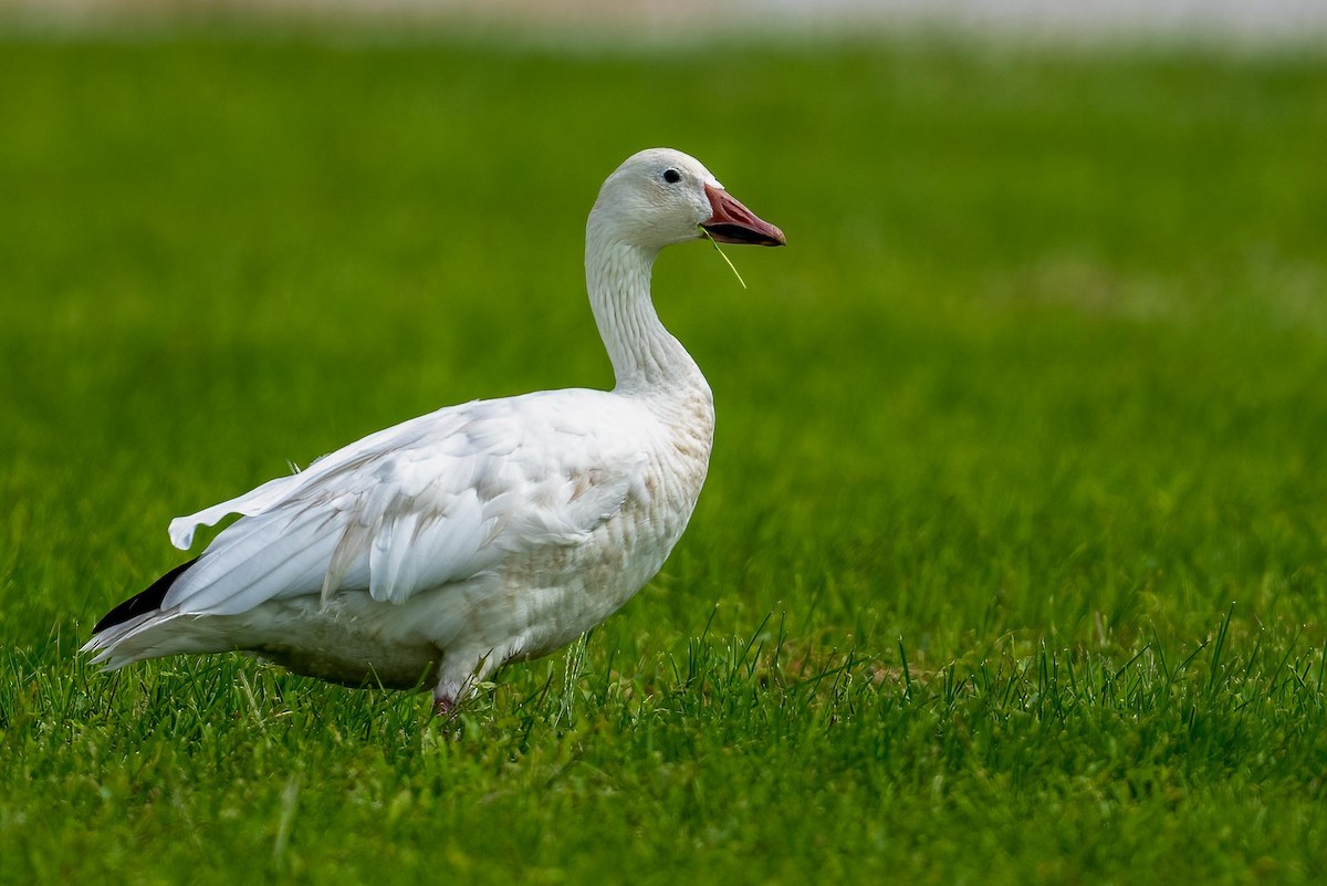 Snow Goose - ML603465401