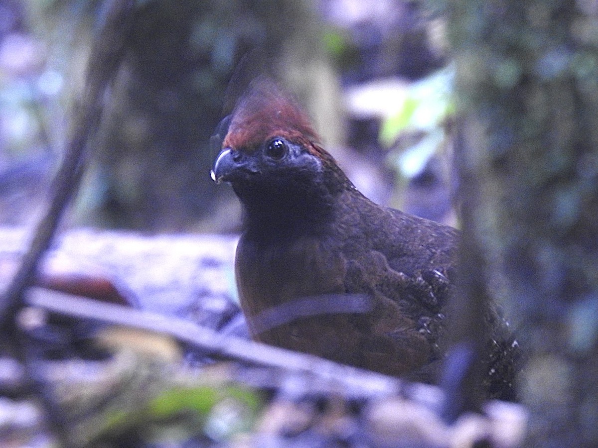 Black-eared Wood-Quail - ML603465821