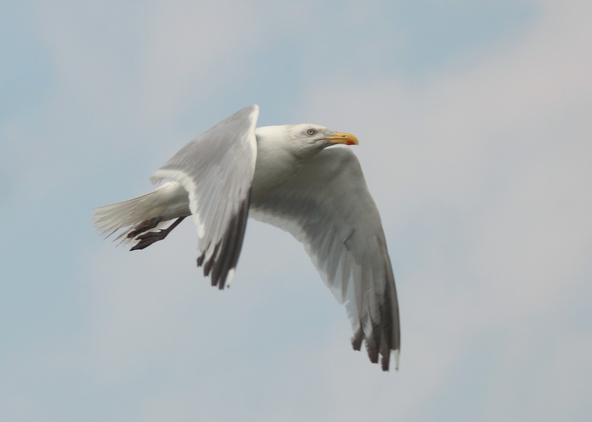 Herring Gull - Jagat Flora