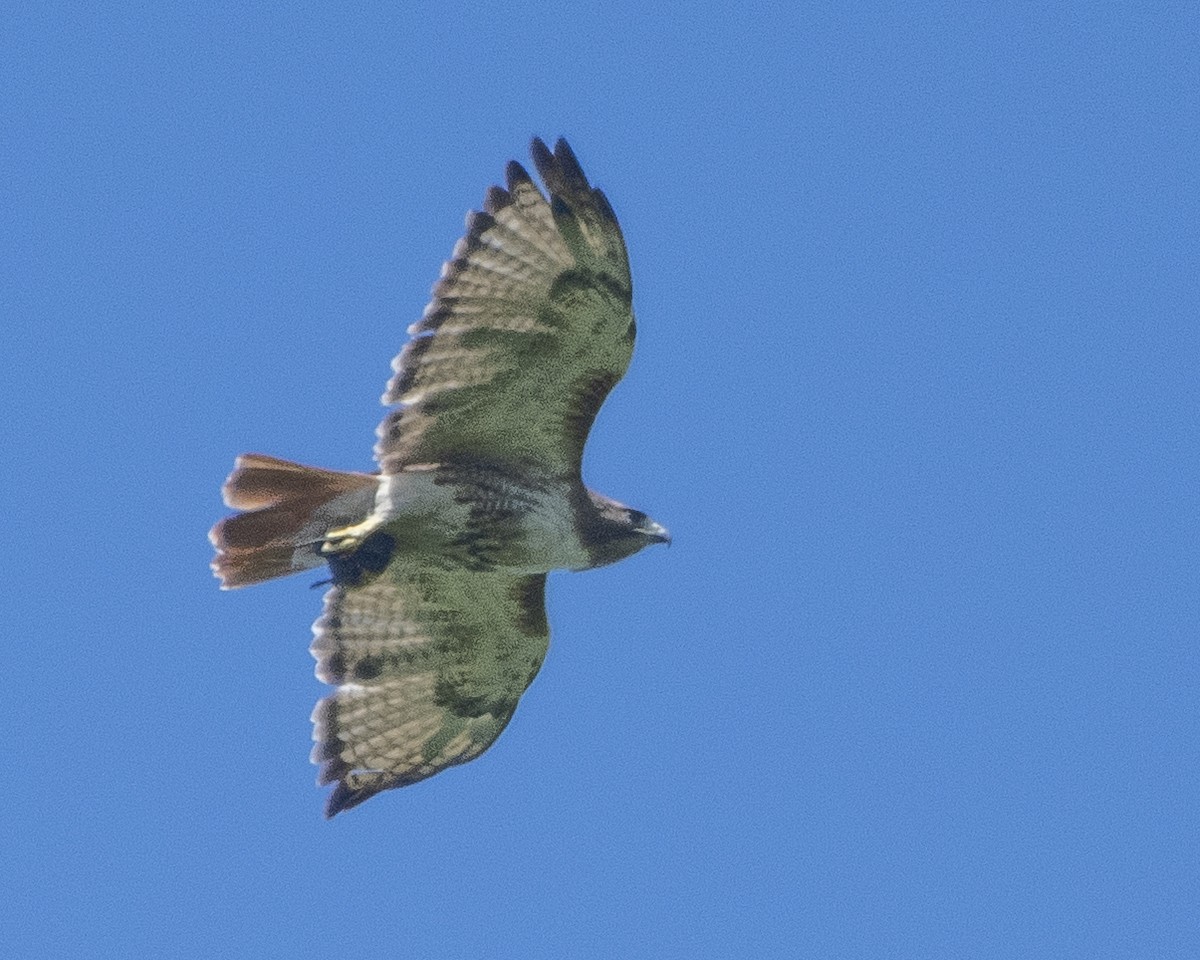 Red-tailed Hawk - ML603467441