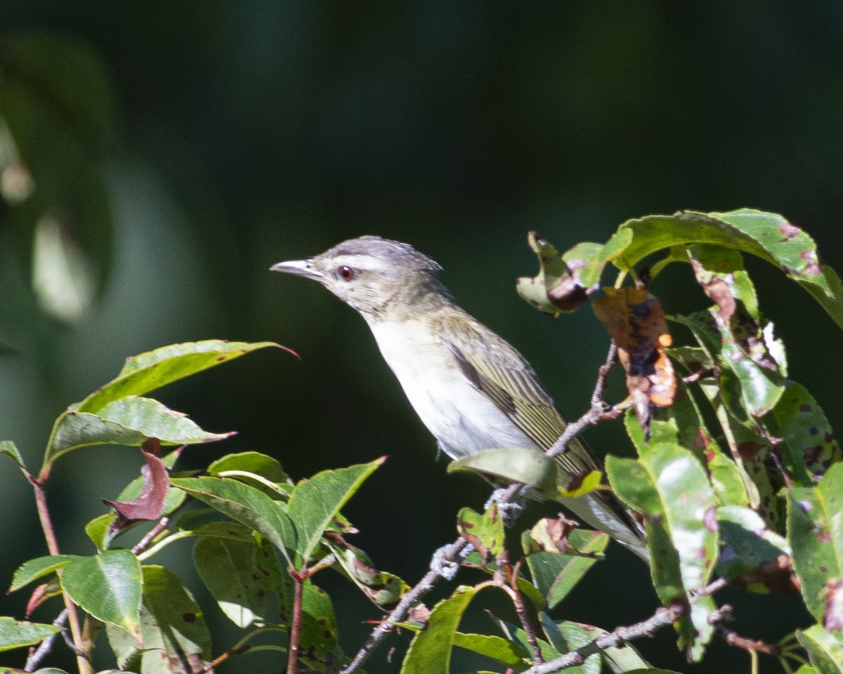 Red-eyed Vireo - ML603467491