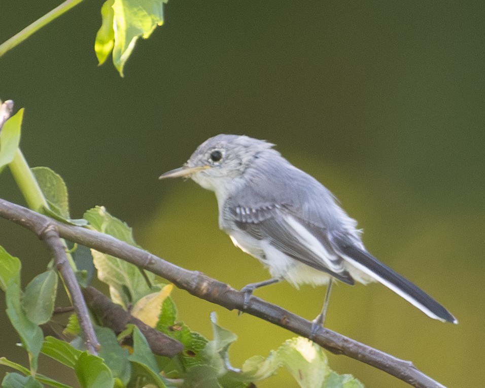 Blue-gray Gnatcatcher - ML603467561