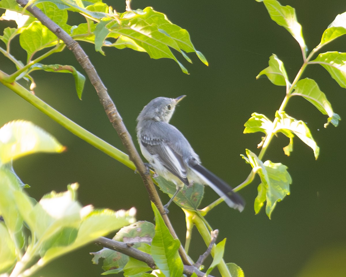 Blue-gray Gnatcatcher - ML603467571