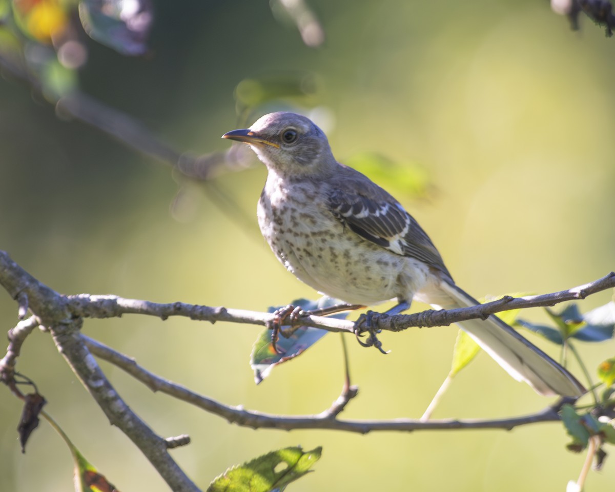 Northern Mockingbird - ML603467661