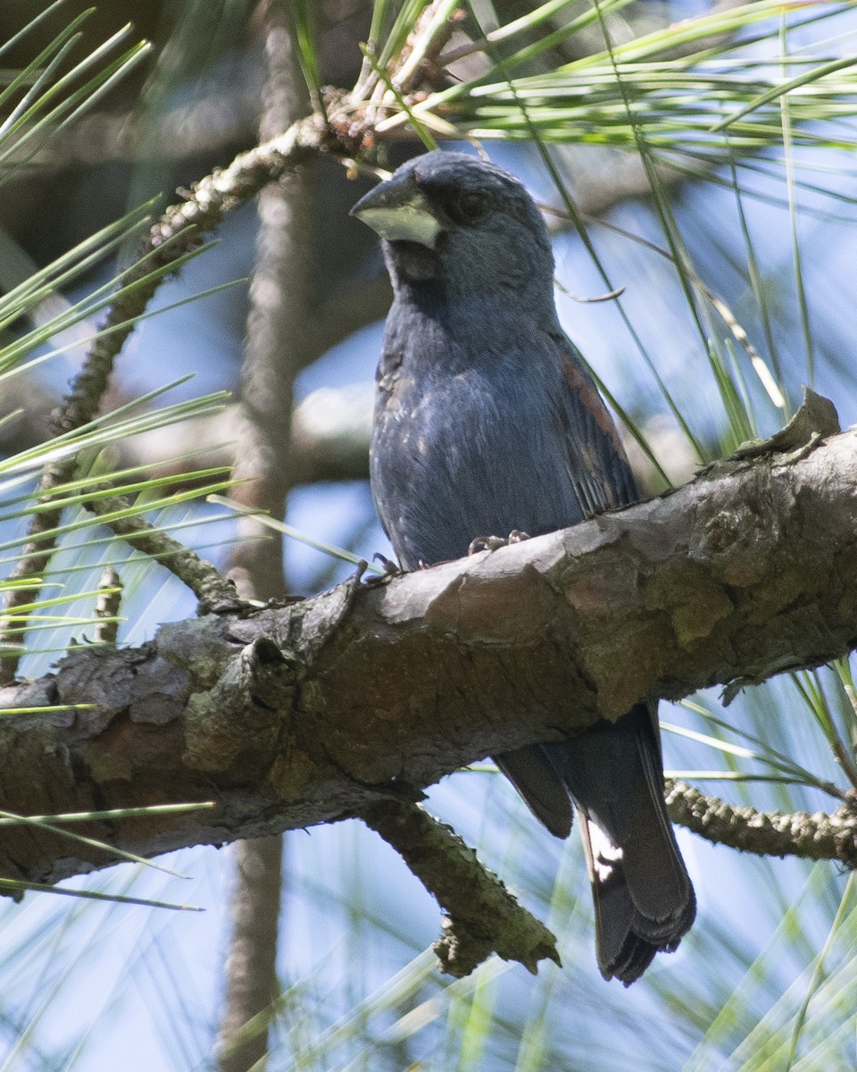 Blue Grosbeak - ML603467851