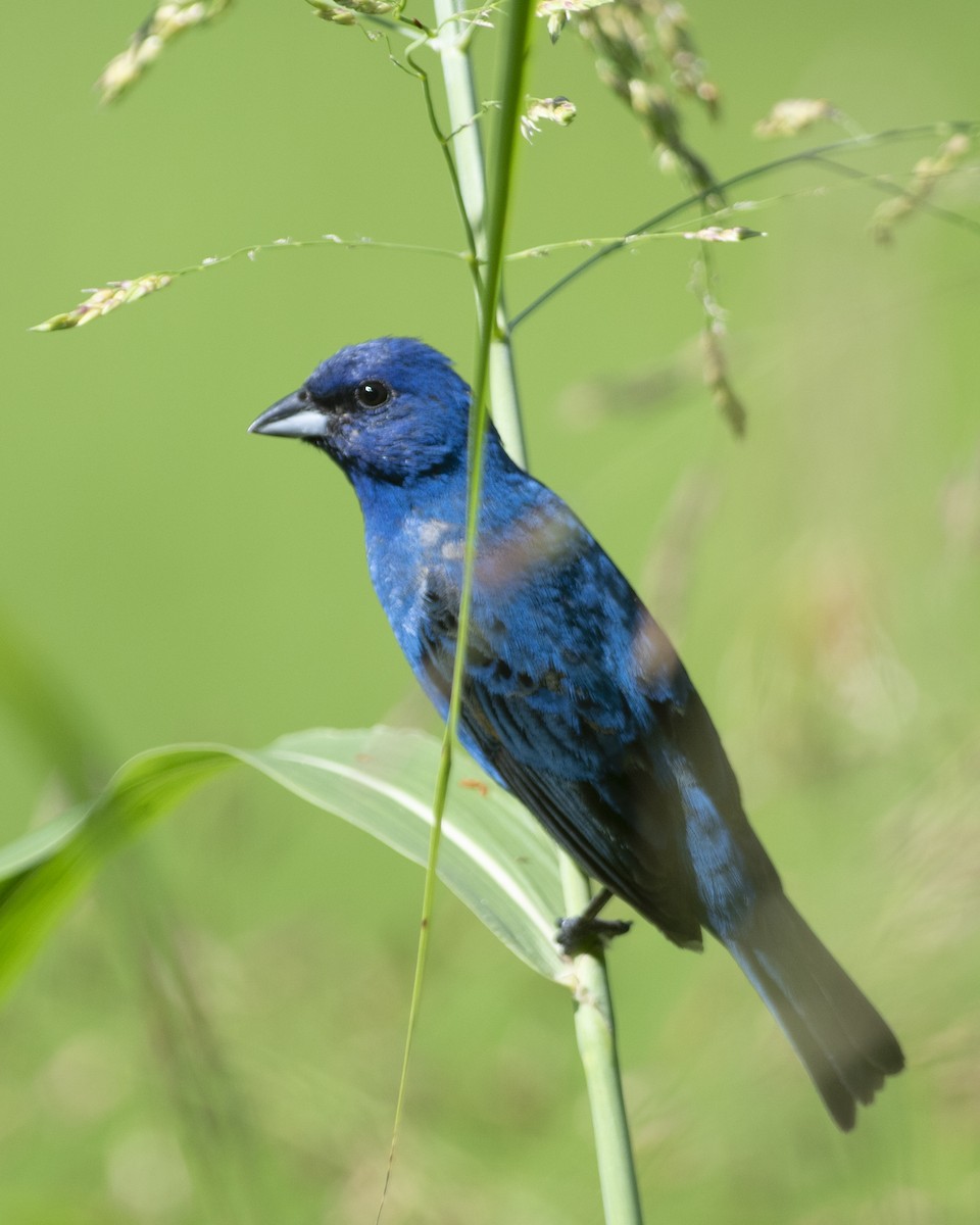 Indigo Bunting - ML603467971