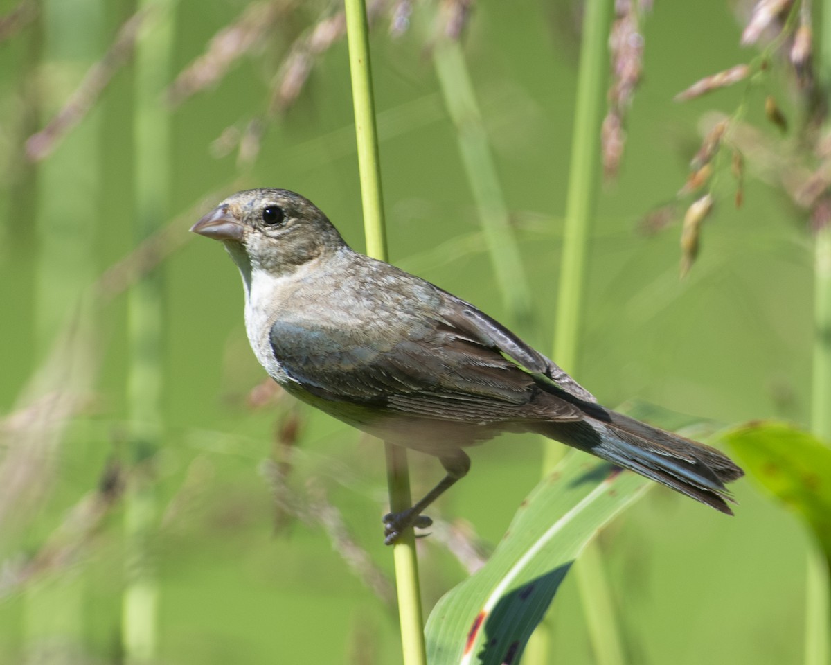 Indigo Bunting - ML603467981