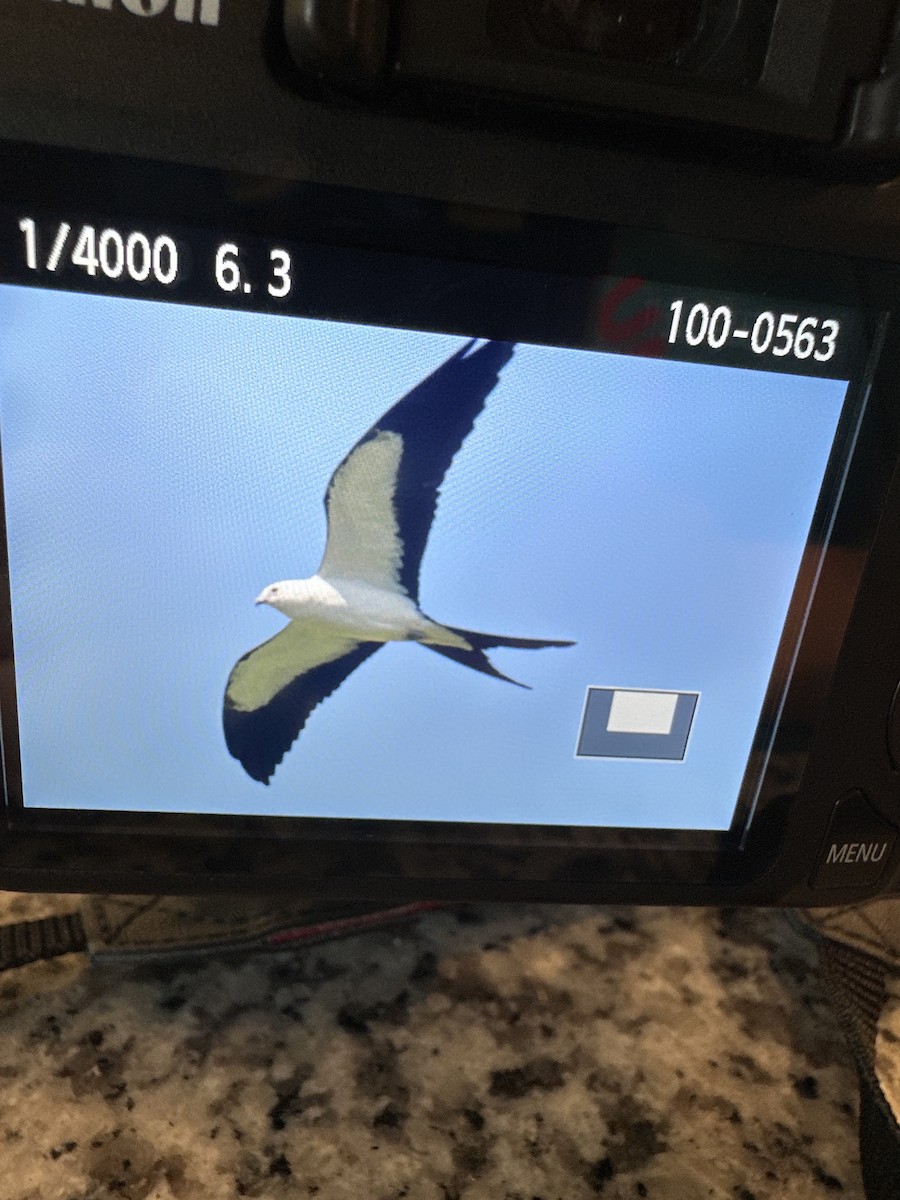 Swallow-tailed Kite - ML603468681