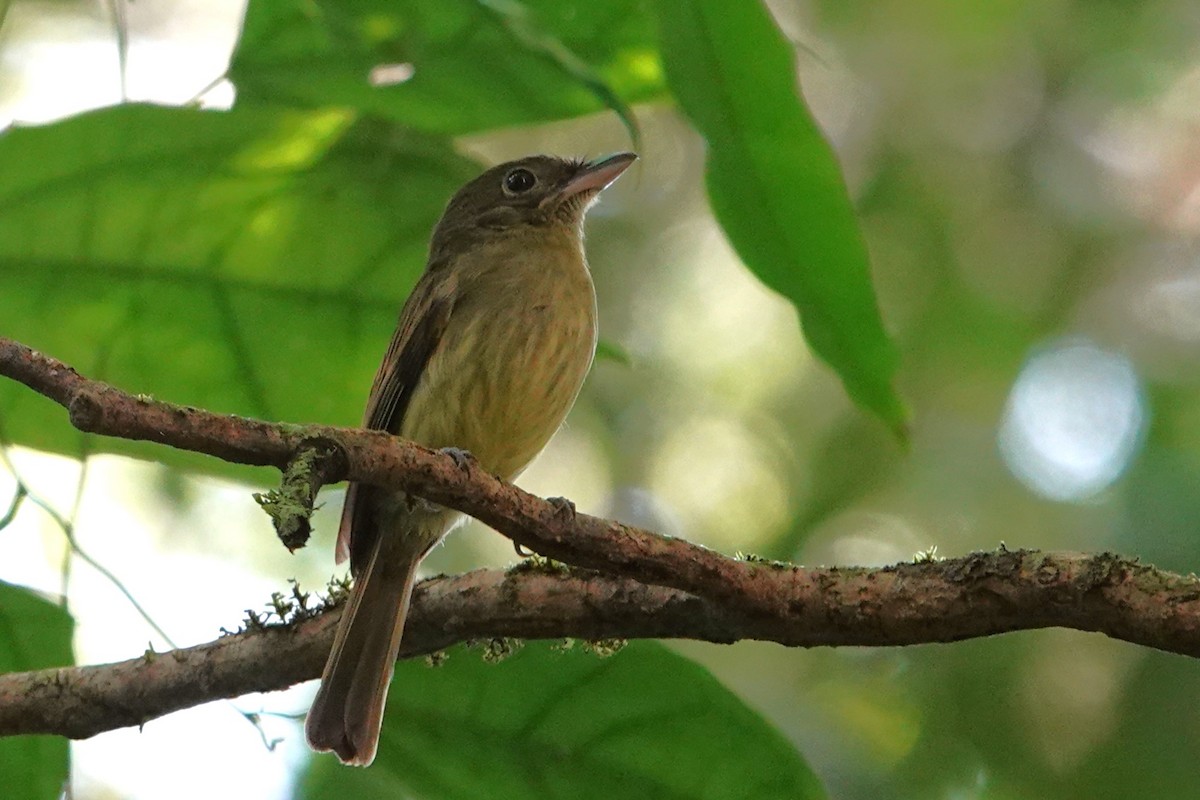 Eastern Olivaceous Flatbill - ML603469771