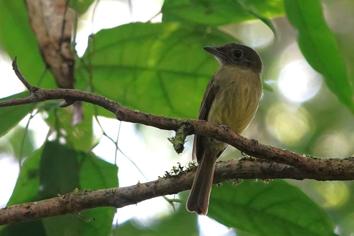 Eastern Olivaceous Flatbill - ML603469781