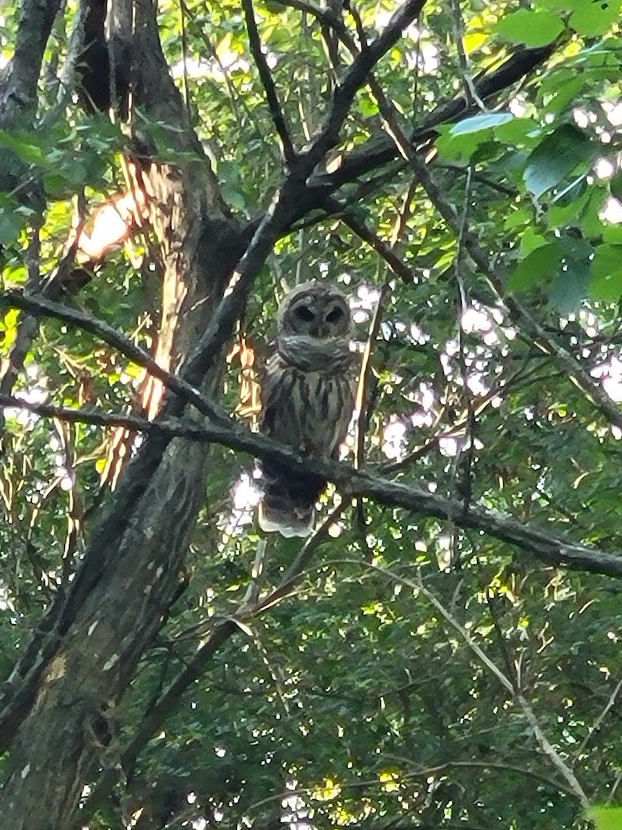 Barred Owl - Anna Grace White