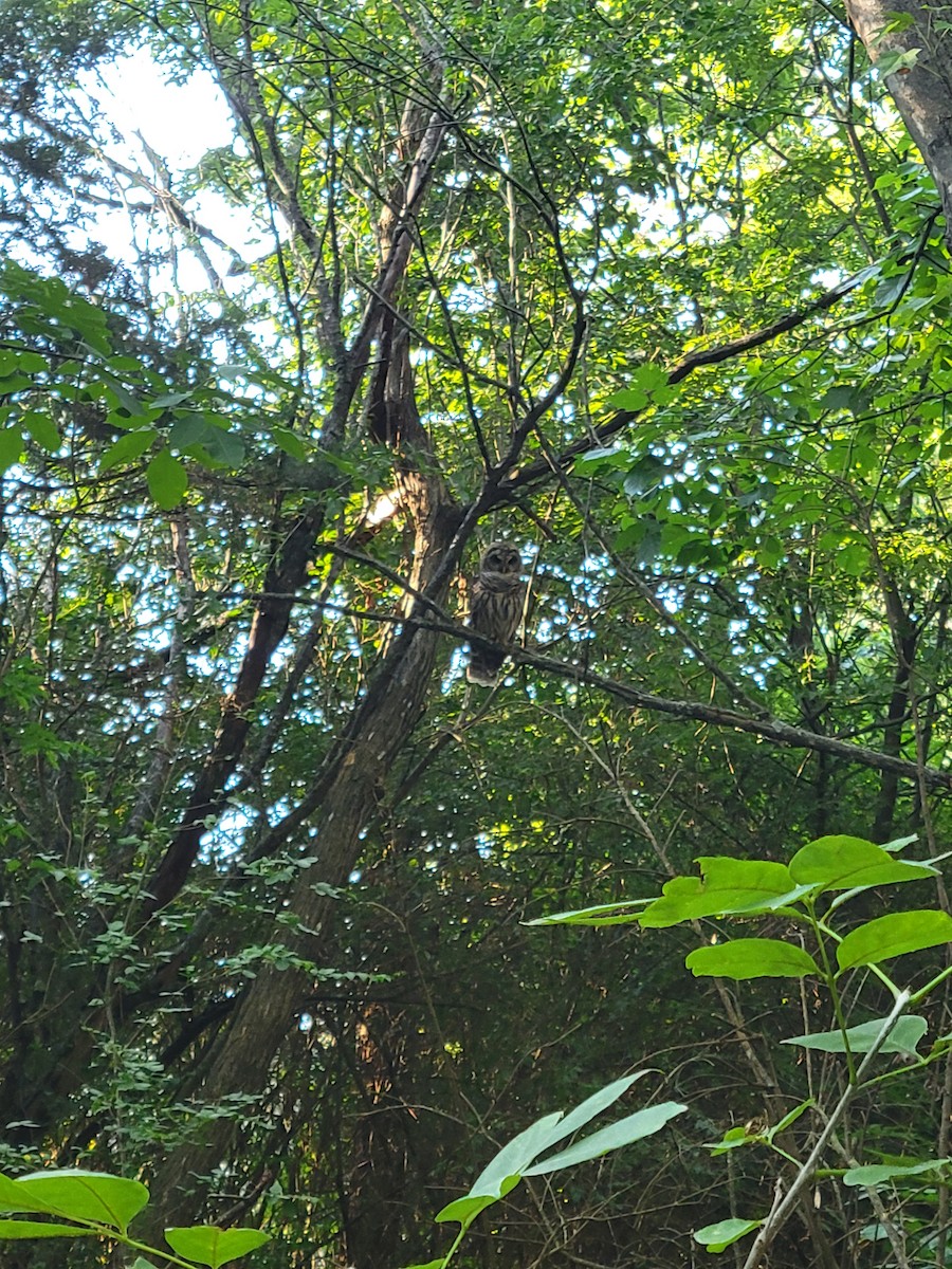 Barred Owl - ML603470481