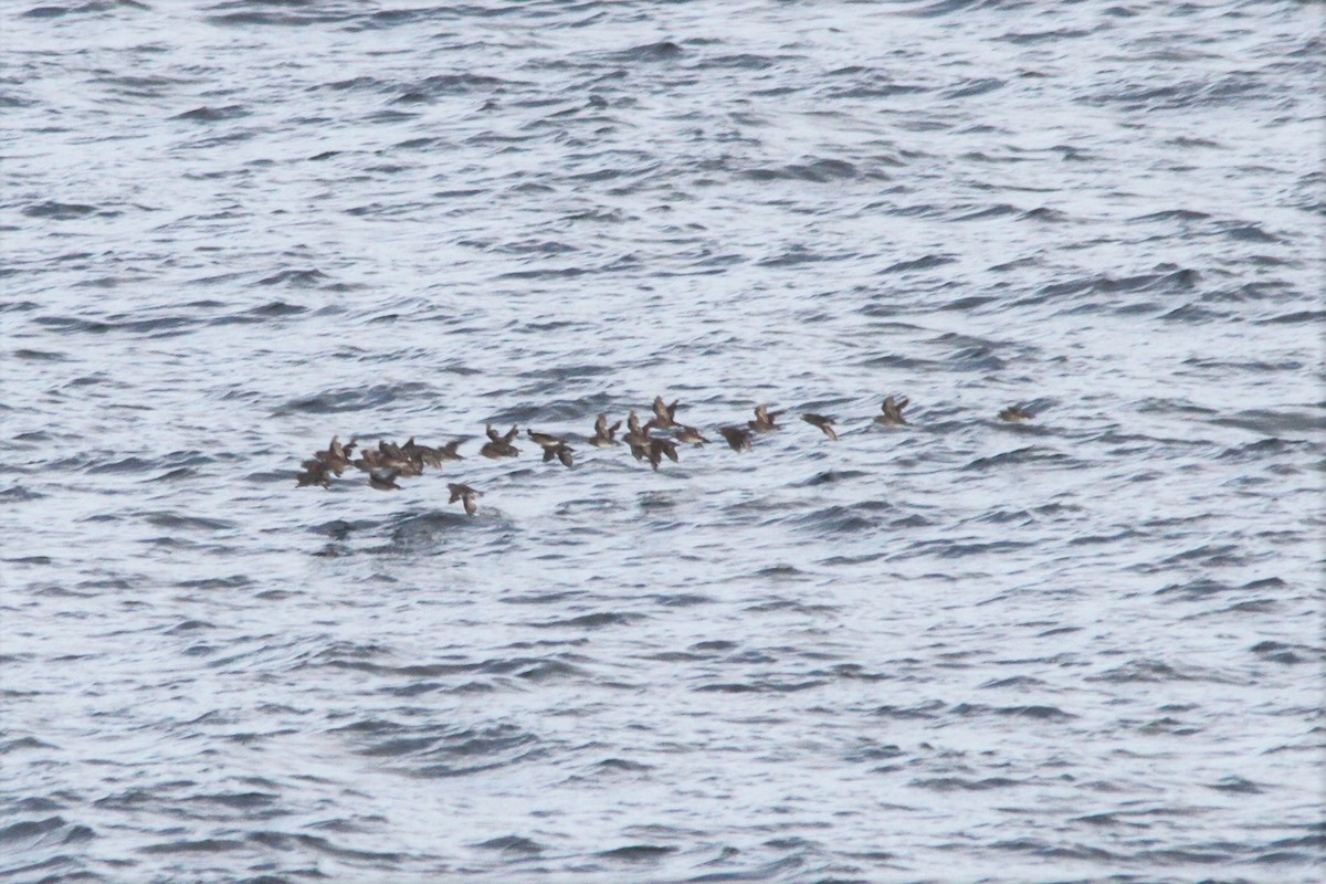 Whiskered Auklet - ML603470721