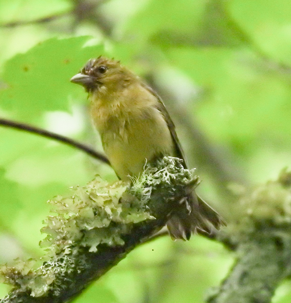 piranga šarlatová - ML603470821
