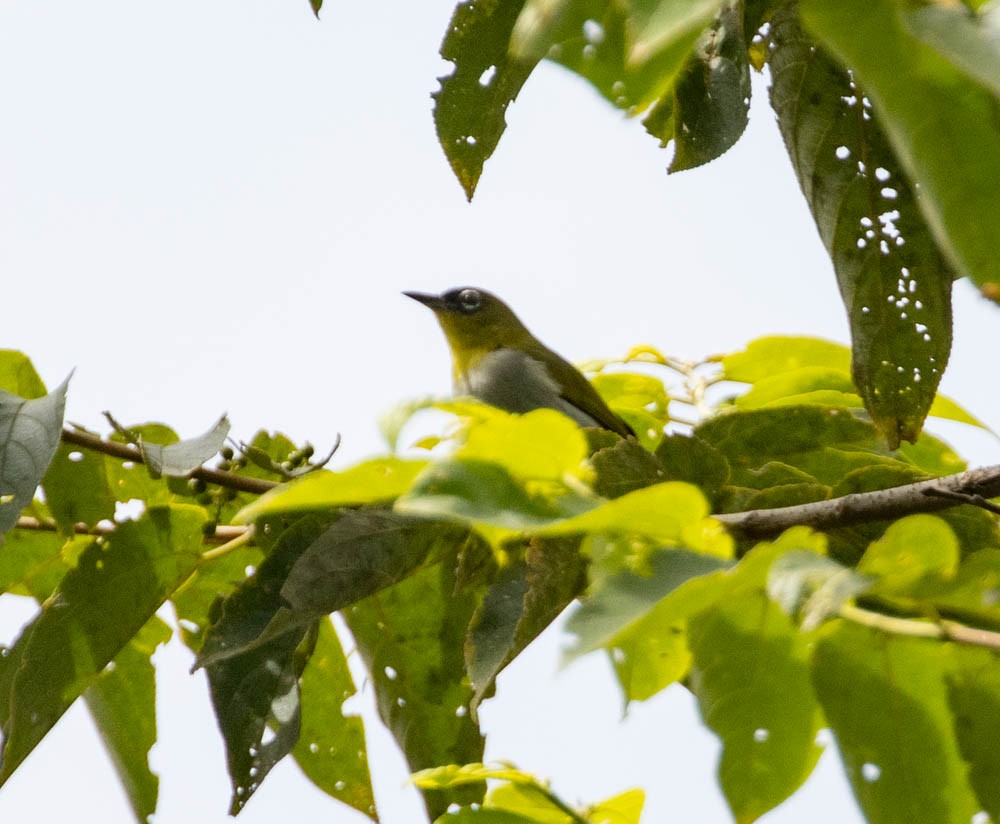 Black-crowned White-eye - ML603471421