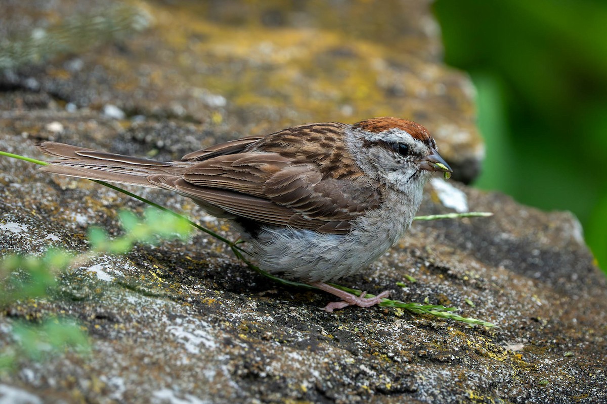 Chipping Sparrow - ML603471911