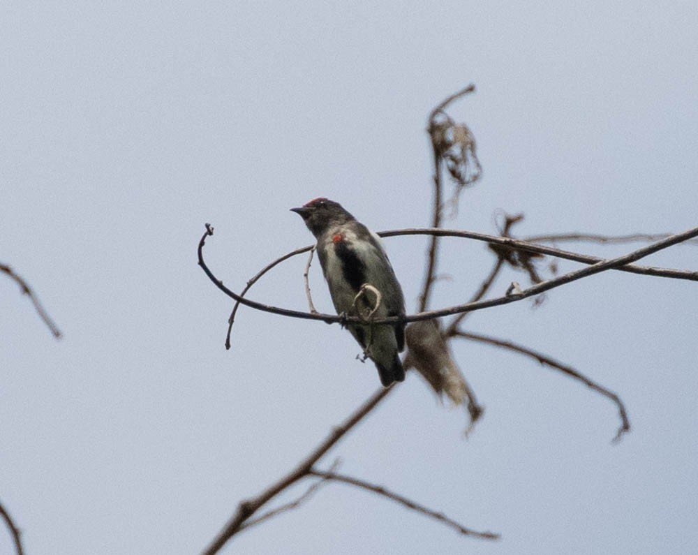 Crimson-crowned Flowerpecker - ML603472591