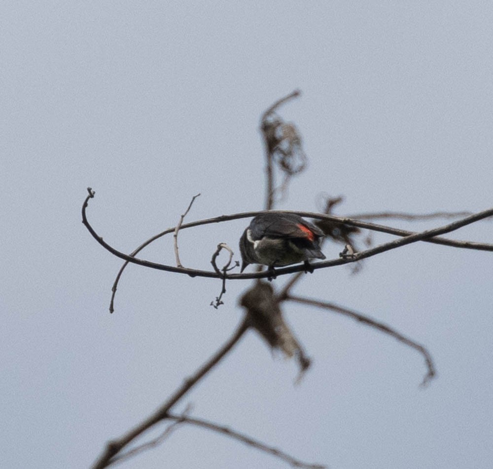 Crimson-crowned Flowerpecker - Lindy Fung