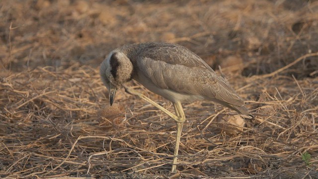 Peruvian Thick-knee - ML603472981