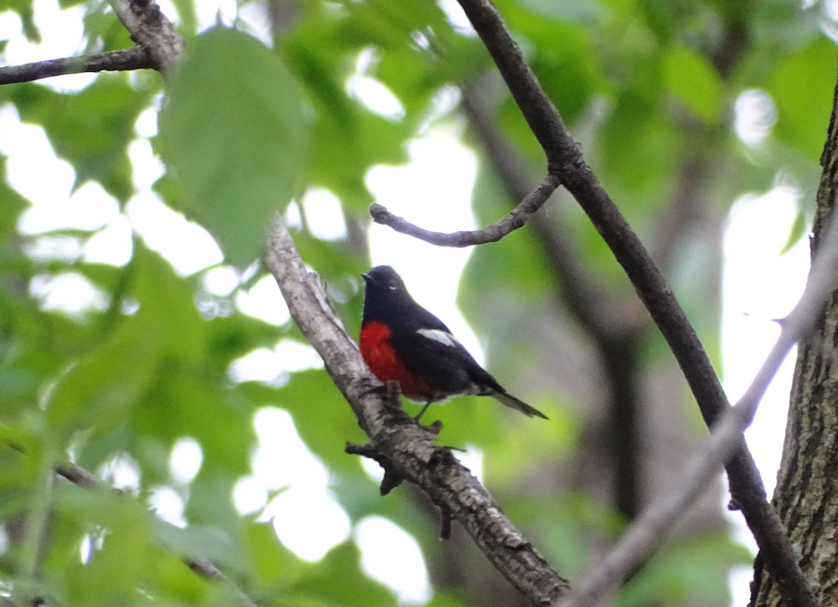 Painted Redstart - ML60347401