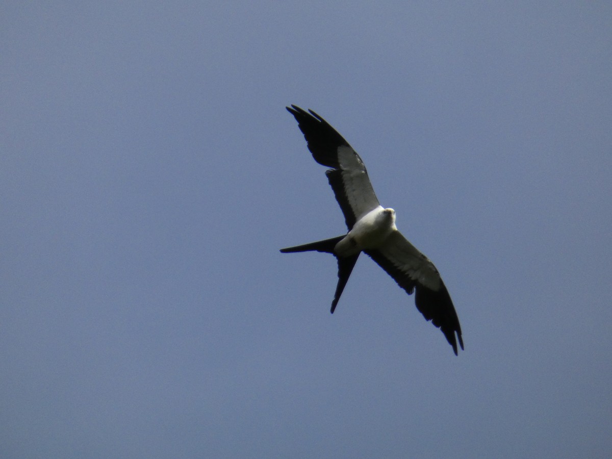 Swallow-tailed Kite - ML603474541