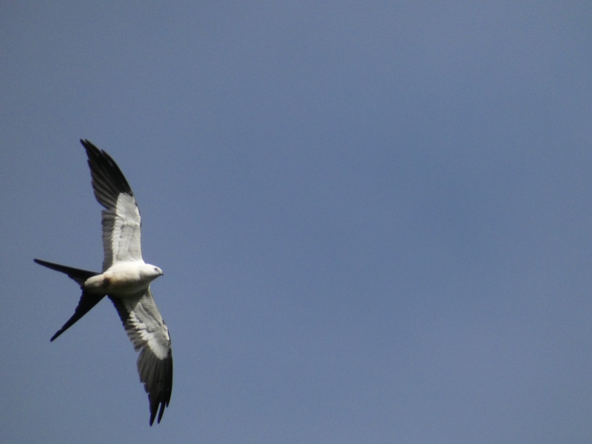 Swallow-tailed Kite - ML603474951