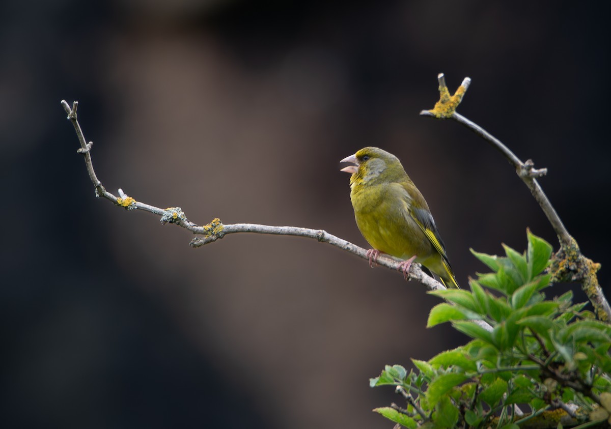 European Greenfinch - David Robinson