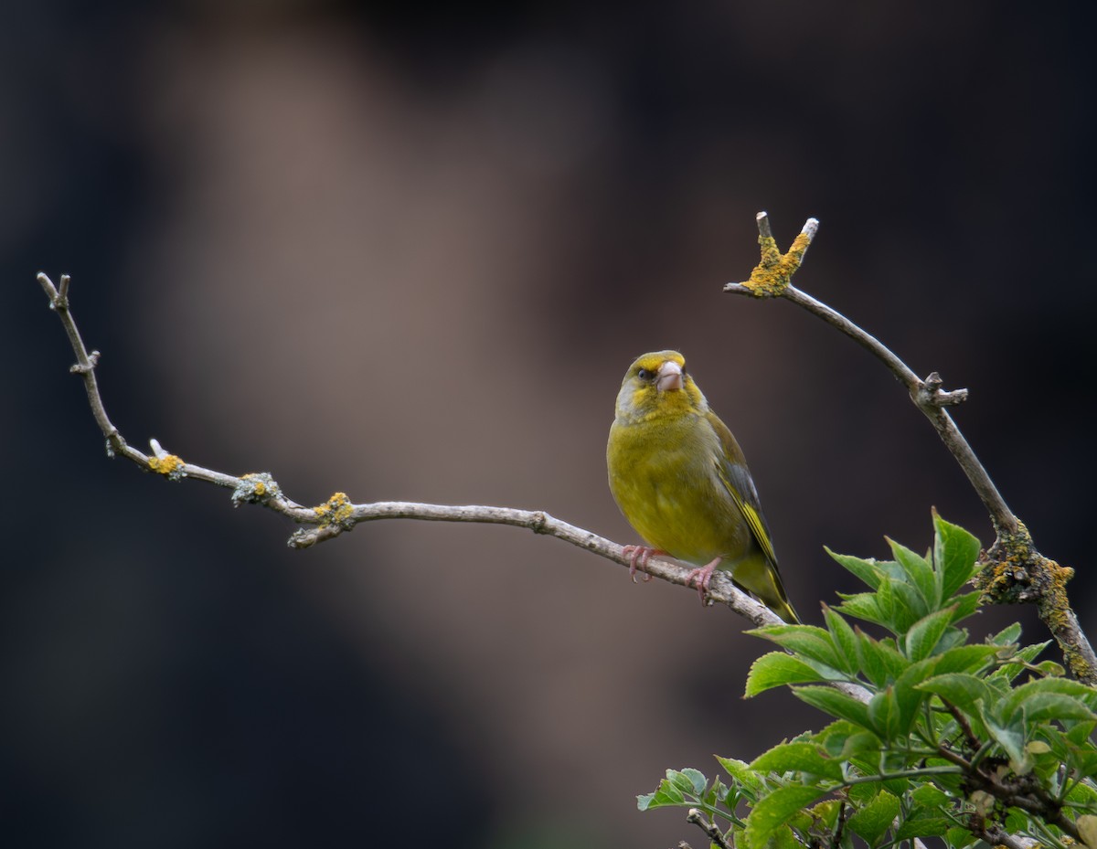 European Greenfinch - ML603475171