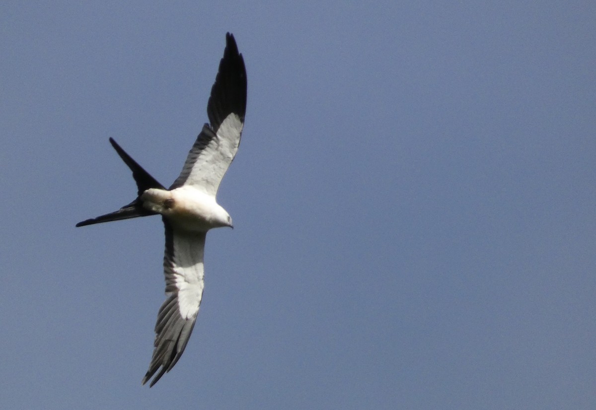 Swallow-tailed Kite - ML603476441