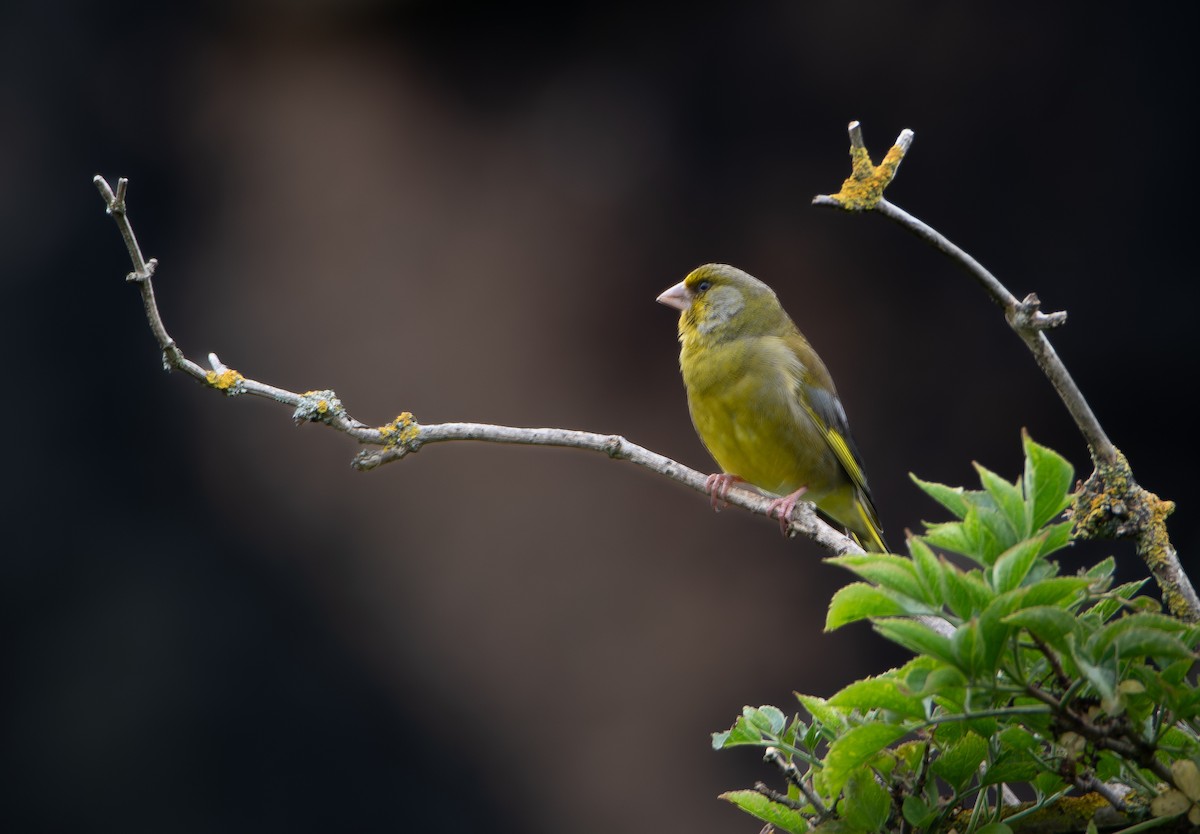 European Greenfinch - ML603477771