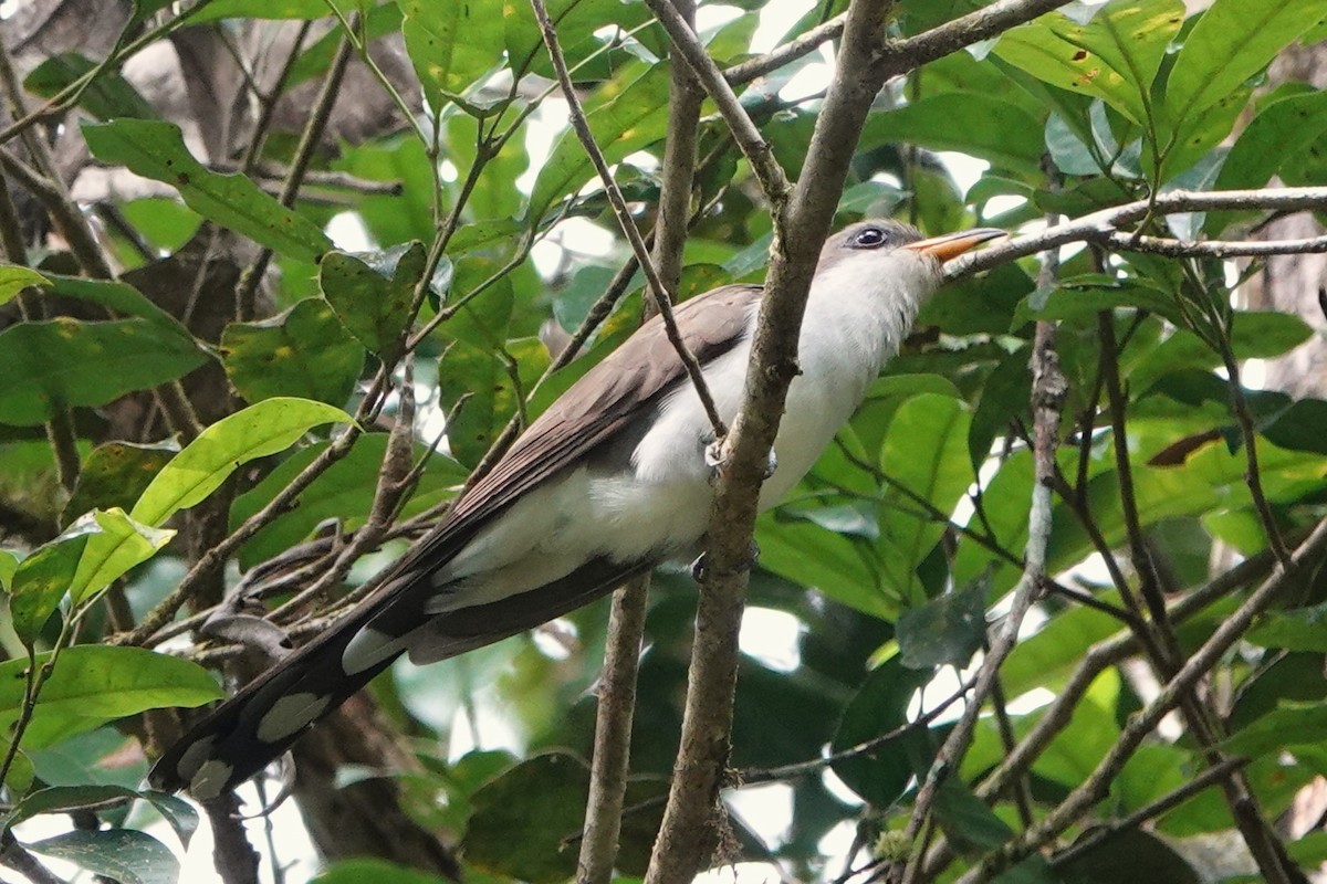 Pearly-breasted Cuckoo - Julien Piolain