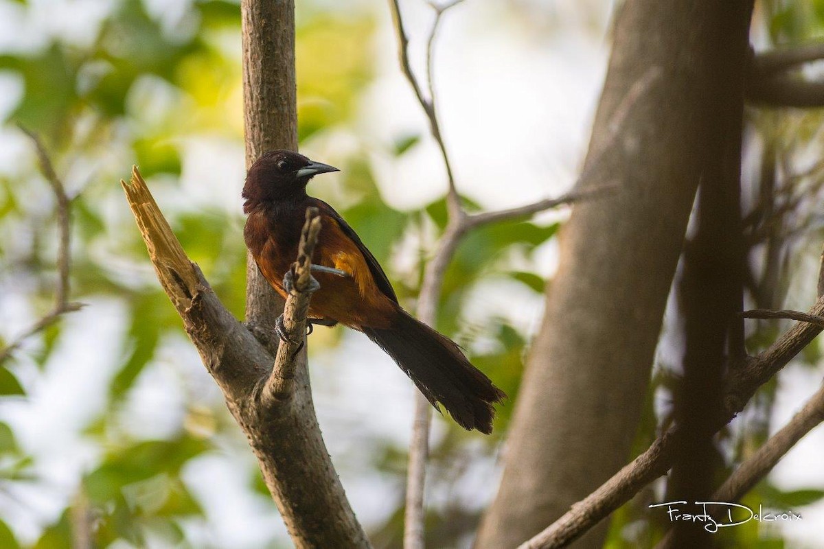 Martinique Oriole - ML60348111