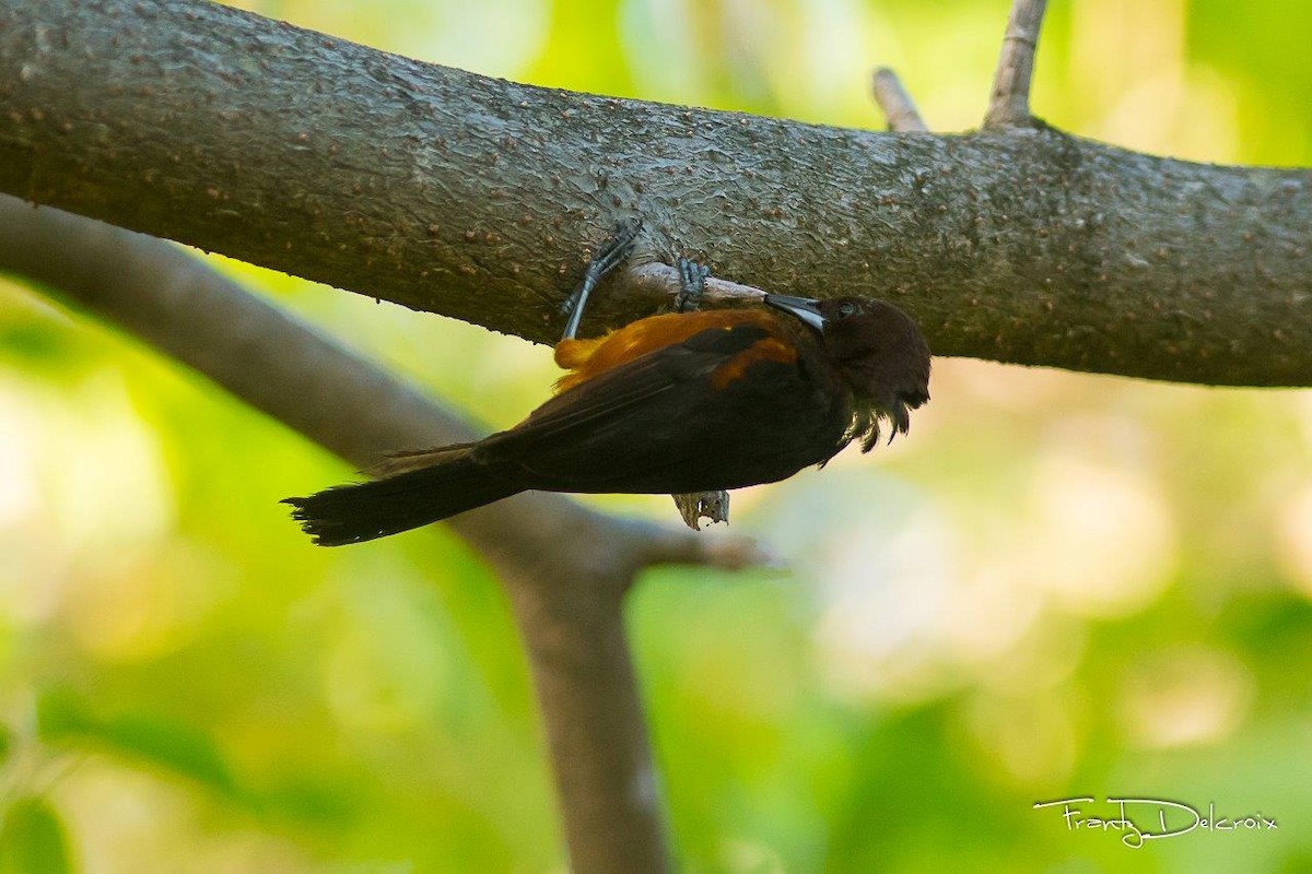 Martinique Oriole - ML60348141