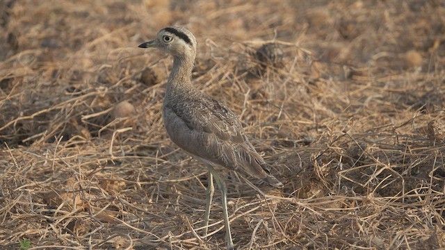 Peruvian Thick-knee - ML603481411