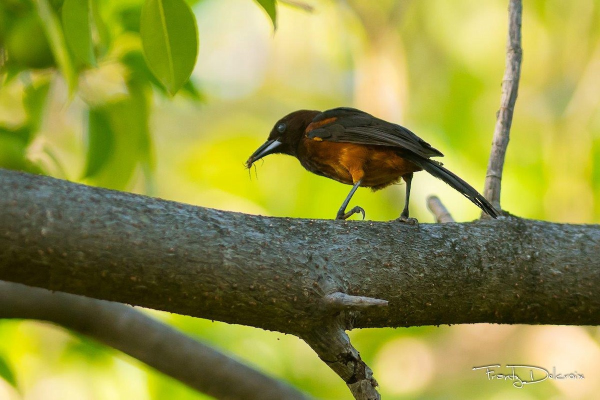 Martinique Oriole - ML60348171