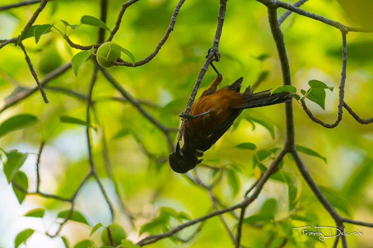 Martinique Oriole - ML60348181