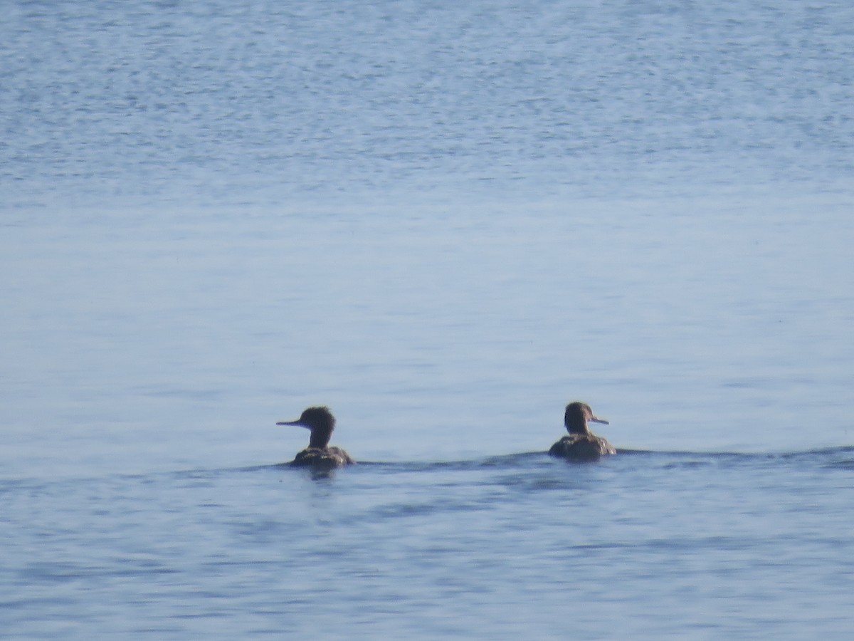 Red-breasted Merganser - ML603481961