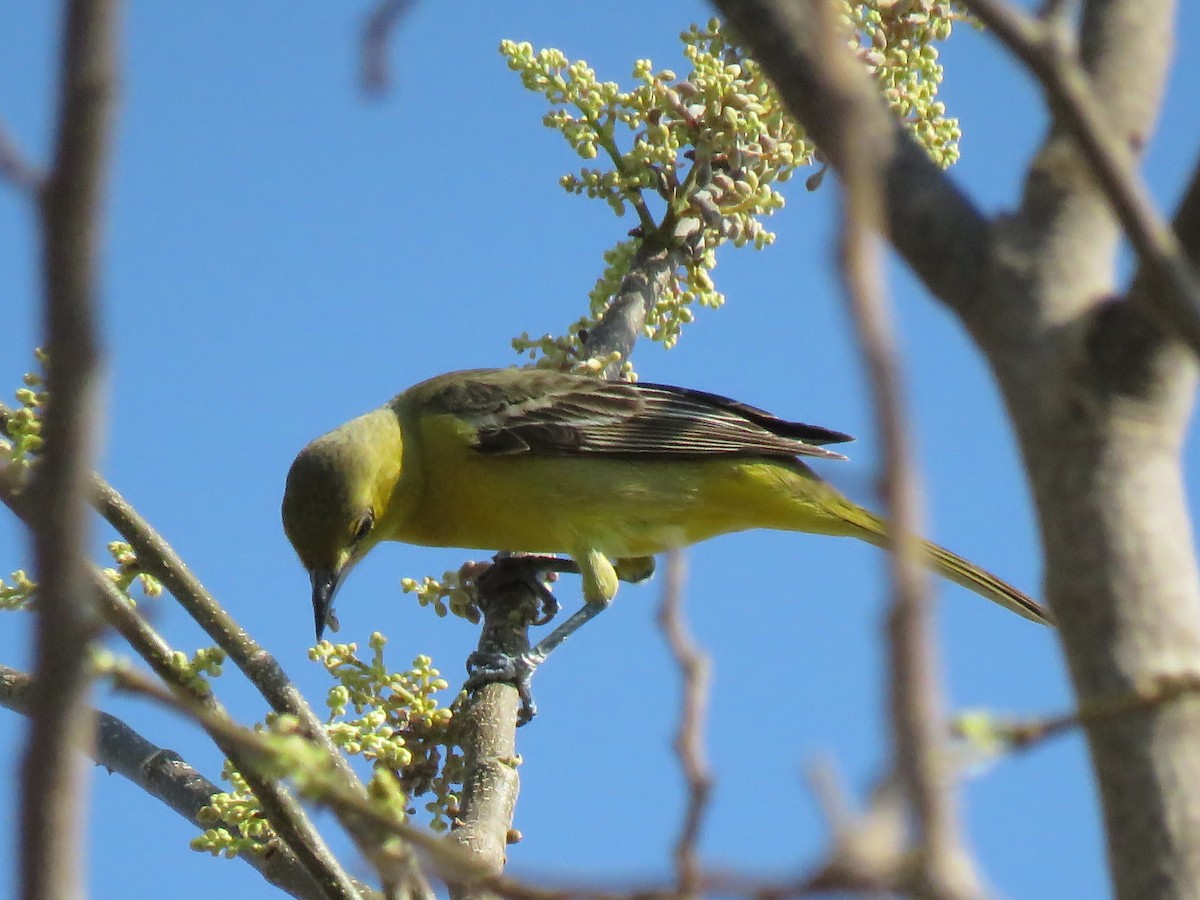 Orchard Oriole - ML603482531