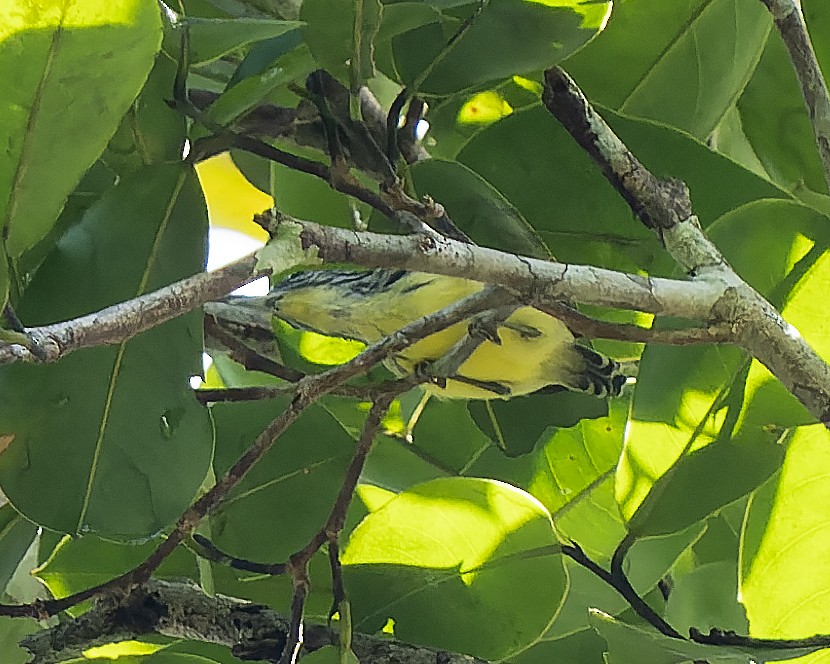 Yellow-throated Antwren - ML603483081