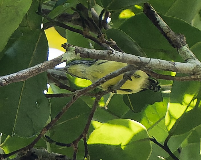 Yellow-throated Antwren - ML603483231