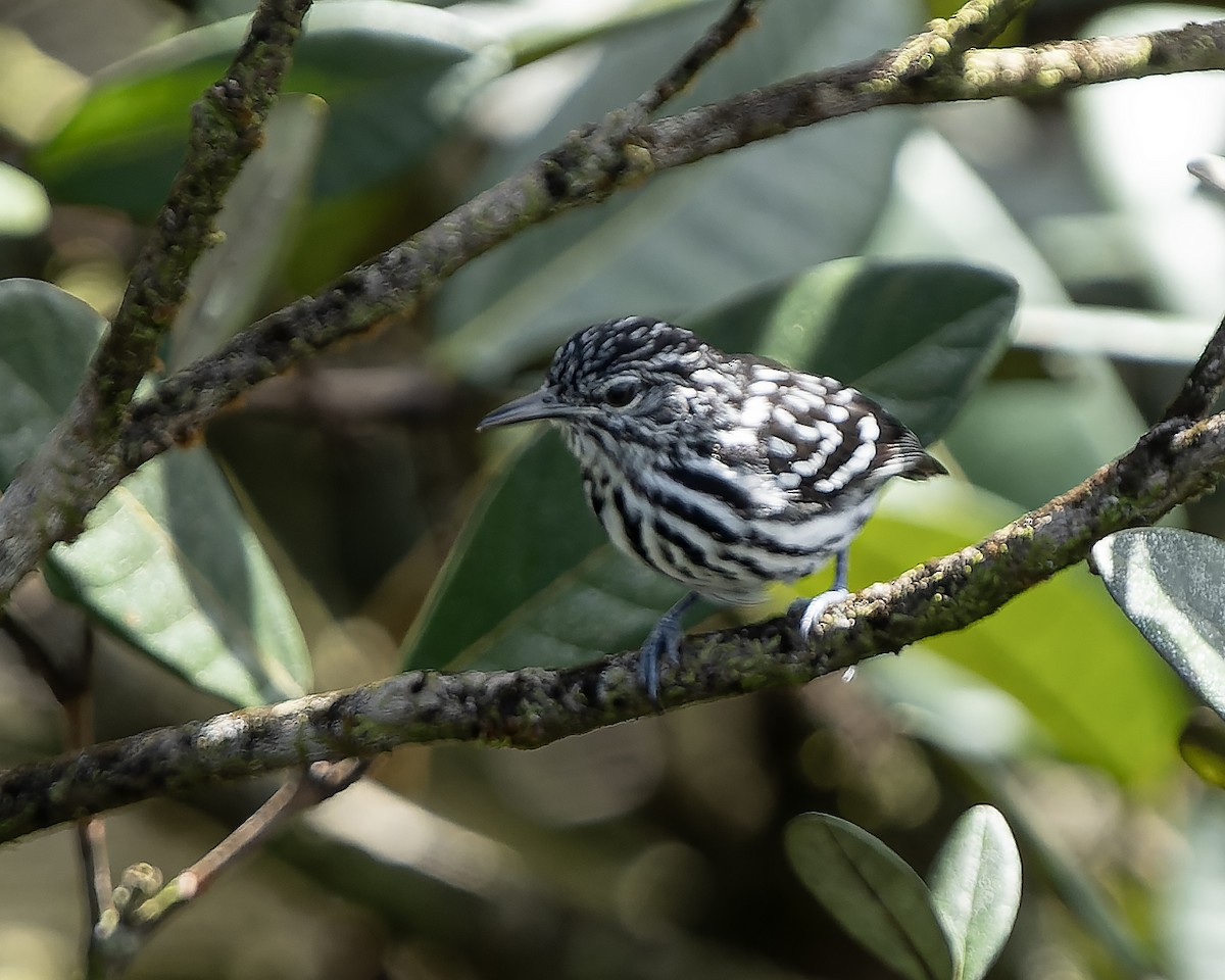 Amazonian Streaked-Antwren - Guillermo  Saborío Vega