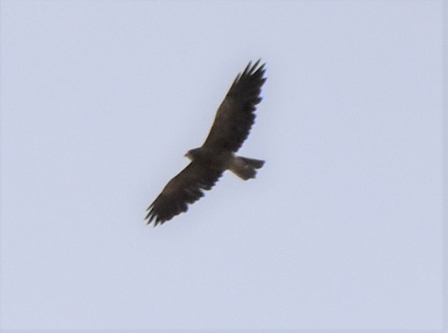 Swainson's Hawk - ML603485271