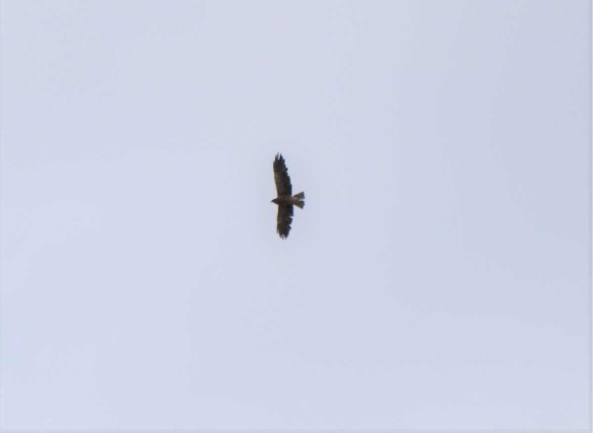 Swainson's Hawk - ML603485281