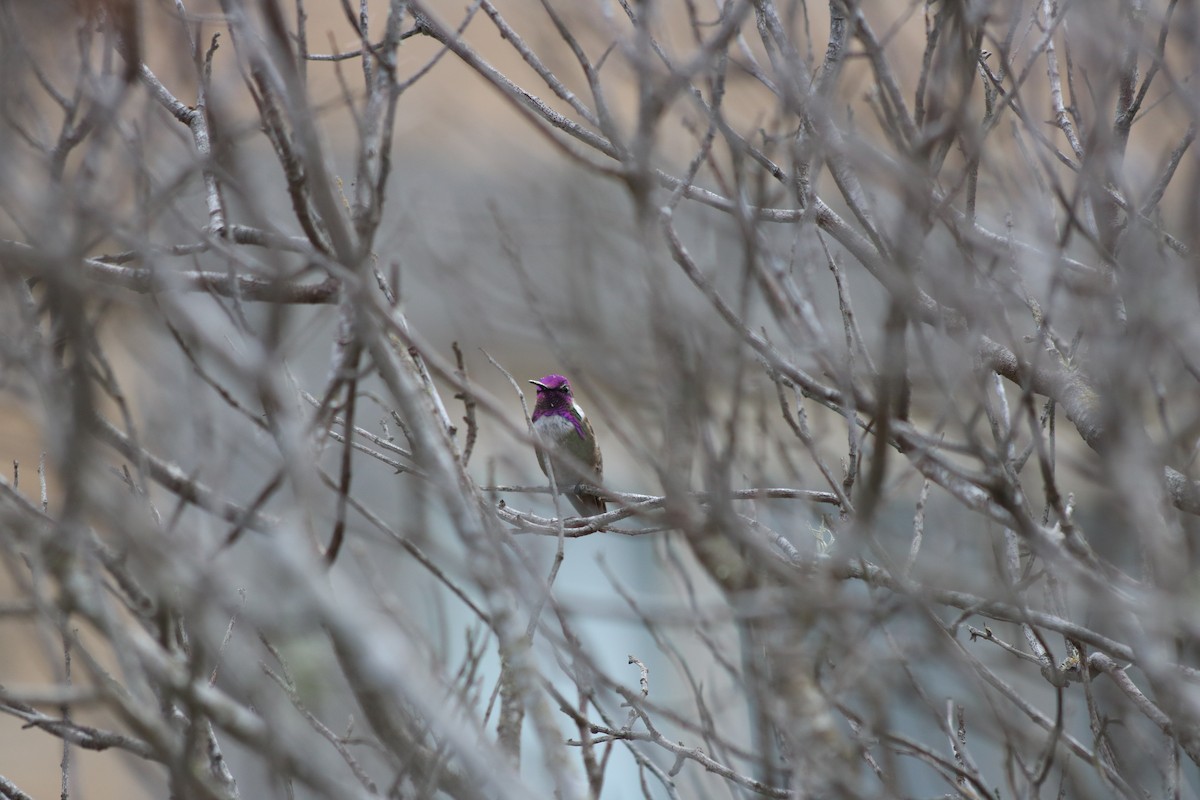 Costa's Hummingbird - ML60348531