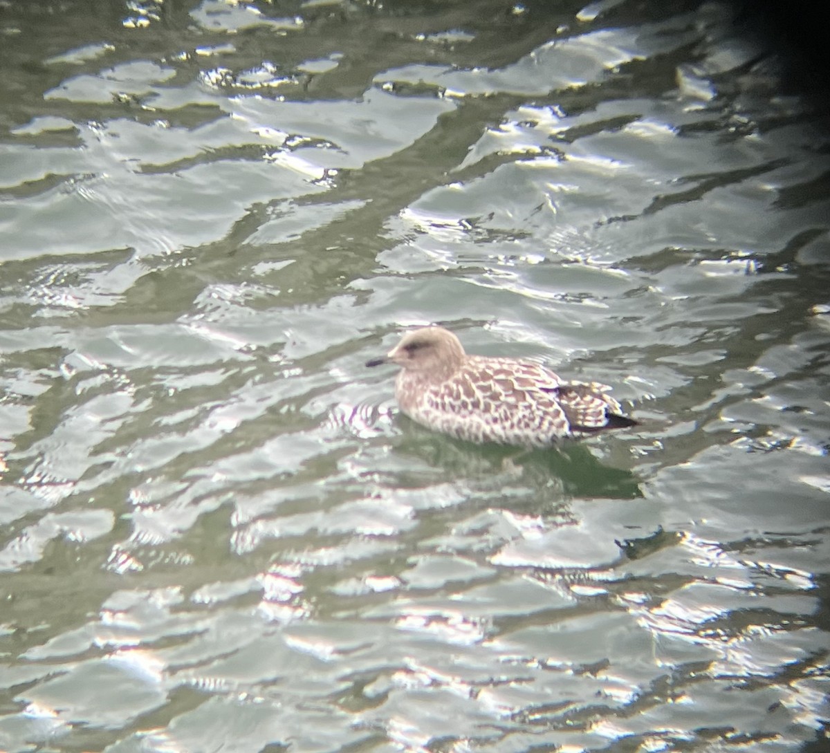 Gaviota Californiana - ML603487251