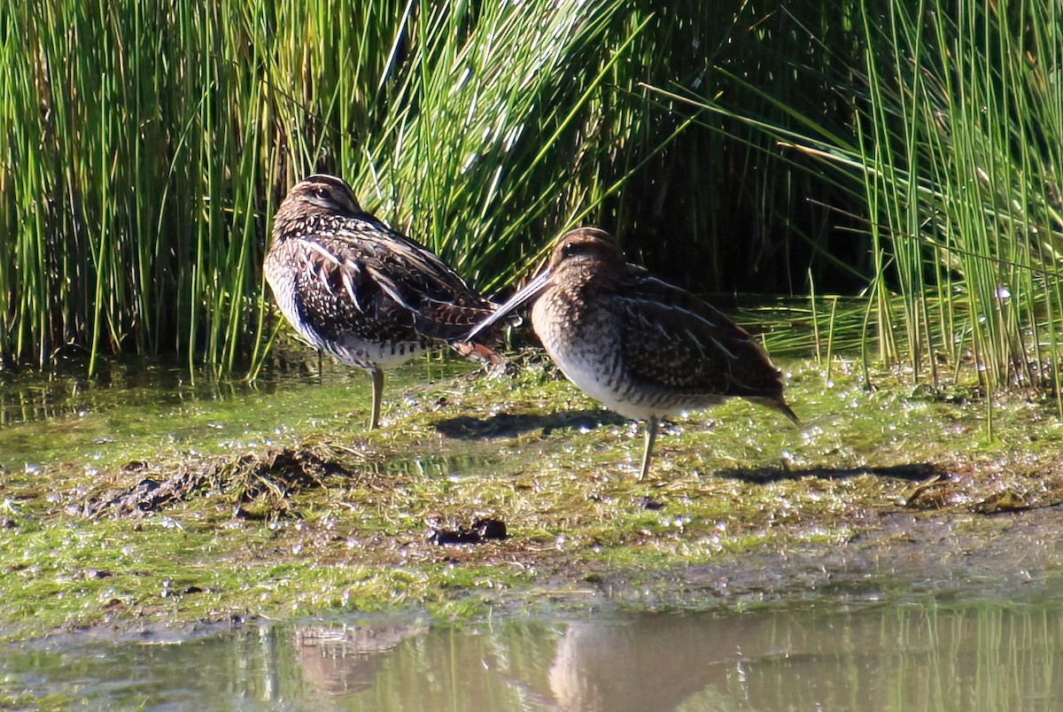 Wilson's Snipe - ML603487551